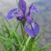 iris sibirica